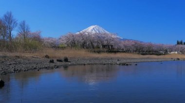 Fuji Dağı, Kawaguchi Japonya Gölü'ndeki Yakisaki Gölü Parkı'nın kiraz çiçeklerinden 04/18/2019