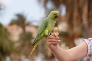 The monk parakeet (Myiopsitta monachus) in Fuerteventura, Canary Islands clipart