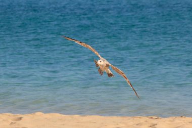 Uçan Martı sahilde, Fuerteventura - Kanarya Adaları