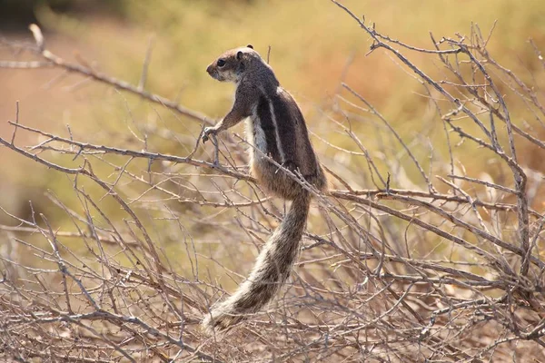 Streifenhörnchen Auf Den Kanarischen Inseln Morro Jable — Stockfoto