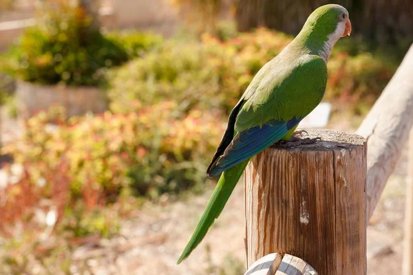 The monk parakeet (Myiopsitta monachus) in Fuerteventura, Canary Islands