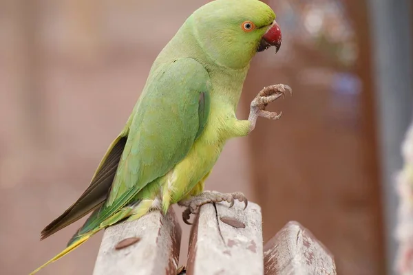 The monk parakeet (Myiopsitta monachus) in Fuerteventura, Canary Islands