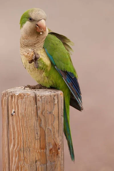 Den Monk Parakeet Myiopsitta Monachus Fuerteventura Kanarieöarna Royaltyfria Stockfoton