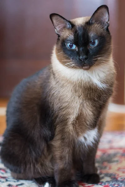 Siamese Cat Blue Eyes Stock Picture