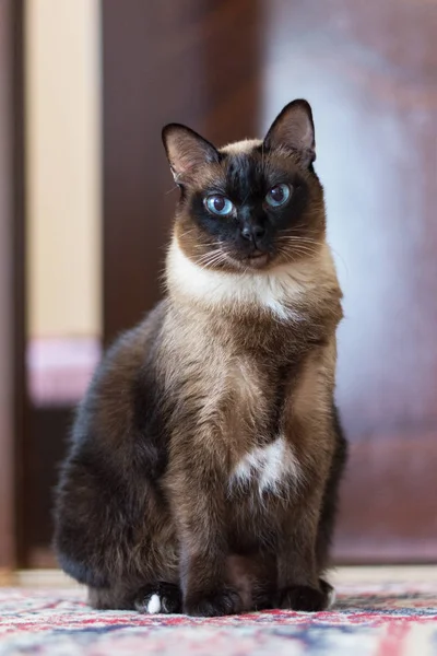 Blue Eyed Siamese Cat Stock Photo