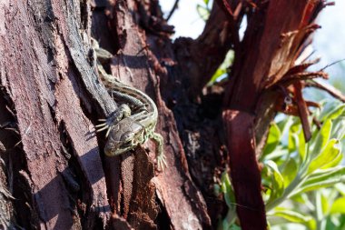 Ağaçta oturan yeşil orman kertenkelesi. Vahşi kertenkele yeşili. Kahverengi yeşil bir kertenkele ağaçta oturuyor. Zootoca vipara. Orta Avrupa kertenkelesi.