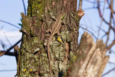 Ağaçta oturan yeşil orman kertenkelesi. Vahşi kertenkele yeşili. Kahverengi yeşil bir kertenkele ağaçta oturuyor. Zootoca vipara. Orta Avrupa kertenkelesi.