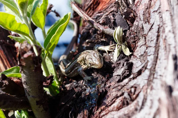 Green forest lizard, sitting on a tree. Wild lizard green. A brown-green lizard sits on a tree. Zootoca vivipara. Lizard from central Europe.