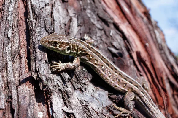 Green forest lizard, sitting on a tree. Wild lizard green. A brown-green lizard sits on a tree. Zootoca vivipara. Lizard from central Europe.