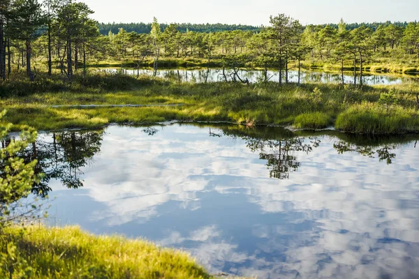 Wilderness — Stock Photo