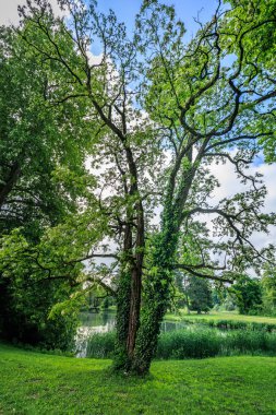 Bally şaşırtıcı yeşil ağaç schoenenwerd İsviçre park