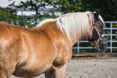 Beyaz yele ayakta İsviçre dışındaki ile kahverengi at