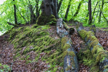 yosunlu yeşil yaprak döken orman manzara frutigen İsviçre