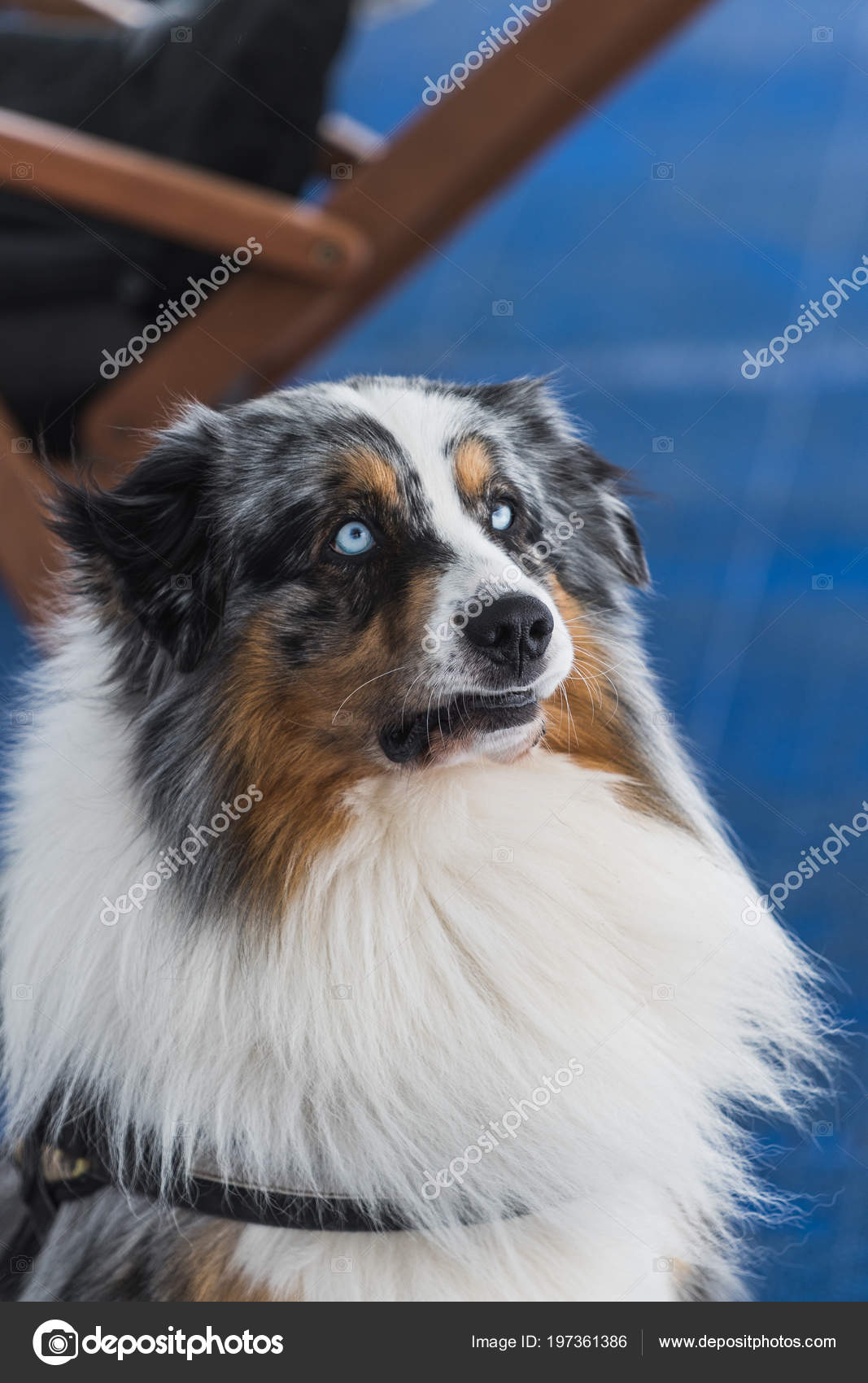 tricolor border collie