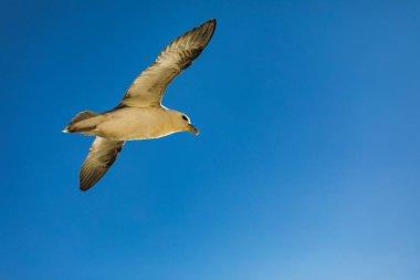 Okyanus İzlanda uçan martı kadeh mavi