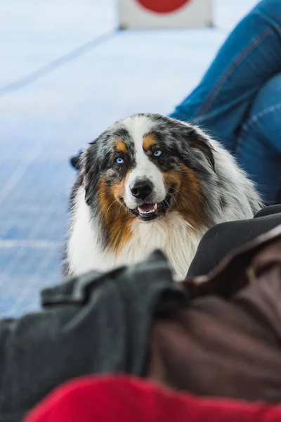 Portrait of blue merle border collie with blue eyes iceland