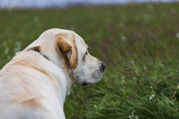 Putih Kuning Labrador Anjing Terletak Tanah Rumput — Stok Foto