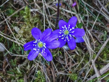 Mavi çiçek mantarı nobilis veya liverleaf İsviçre kapat