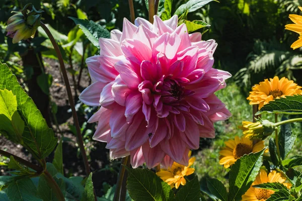 Close Beautiful Pink Dahlia Flower Garden Germany — Stock Photo, Image