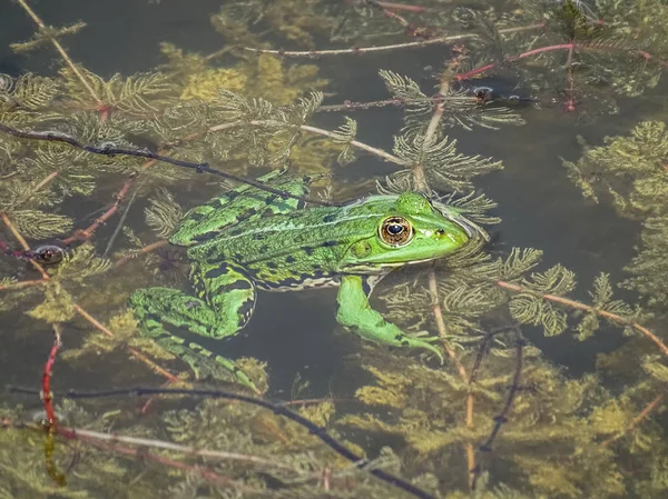 Close Green Edible Frog Common Water Frog Water Summer — Stock Photo, Image