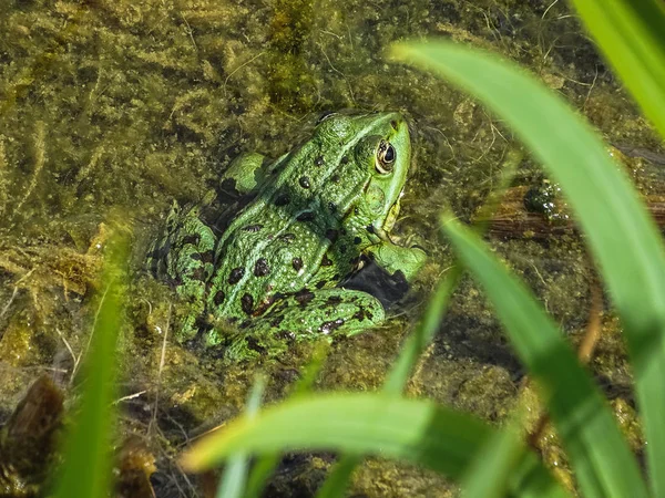 Close Green Edible Frog Common Water Frog Water Summer — Stock Photo, Image