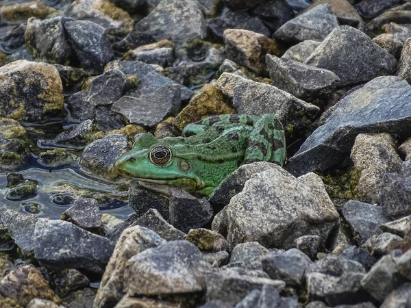 Close Green Edible Frog Common Water Frog Water Summer — Stock Photo, Image