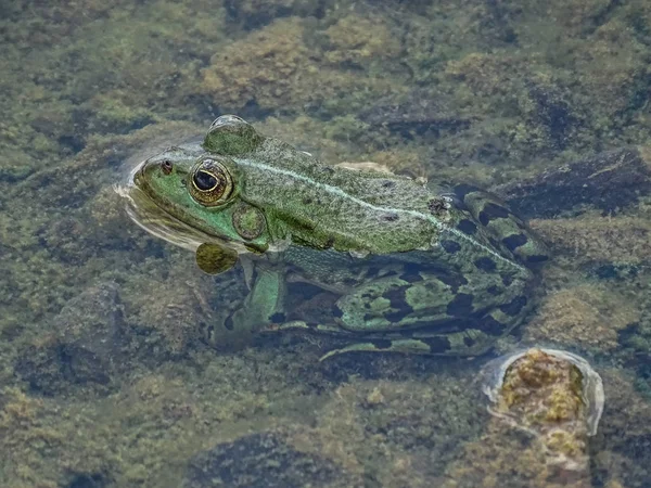 Close Van Een Groene Eetbare Kikker Gemeenschappelijke Poelkikker Water Zomer — Stockfoto