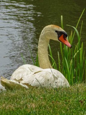 Kötü Muskau Almanya Mannheim Pueckler Beyaz Kuğu