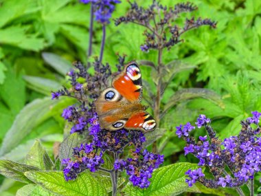 Kırmızı Kelebek Mannheim pueckler Park Bad muskau Almanya