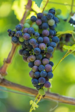 mavi asma üzüm güneş İsviçre altında yakın çekim