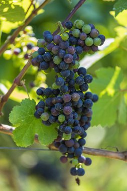 mavi asma üzüm güneş İsviçre altında yakın çekim