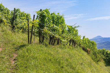 güzel bir yaz bağında, yatay gün İsviçre