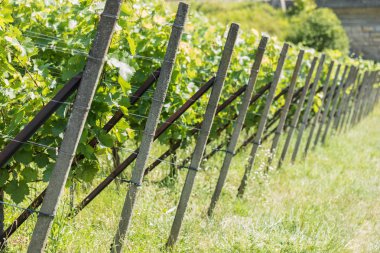 güzel bir yaz bağında, yatay gün İsviçre