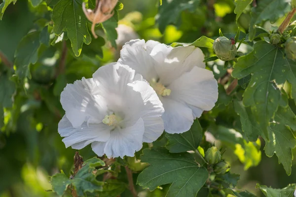Increíble Flor Hibisco Blanco Sobre Fondo Verde Suiza — Foto de Stock