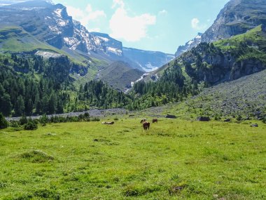 İsviçre, Europe Gemmi geçişte aracılığıyla yüksek dağ yolu üzerinde İsviçre inekleri