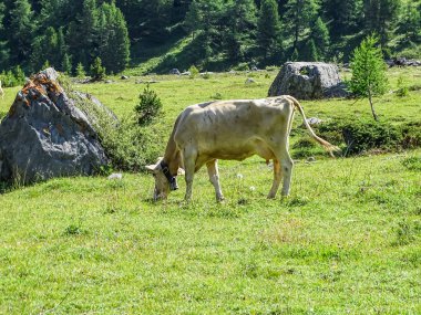 İsviçre, Europe Gemmi geçişte aracılığıyla yüksek dağ yolu üzerinde İsviçre inekleri