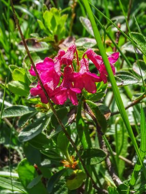 İsviçre, Europe Gemmi geçişte aracılığıyla yüksek dağ yolu üzerinde güzel çiçek