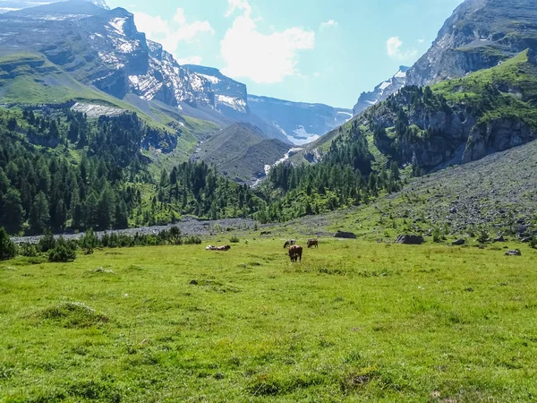 瑞士母牛在高山路线通过 Gemmi 通行证在瑞士 — 图库照片