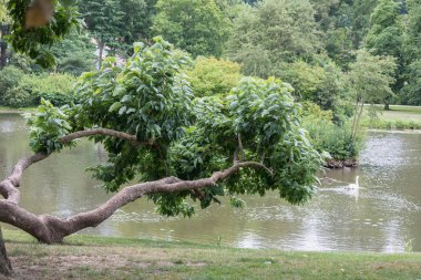 Kötü Muskau Almanya Mannheim Pueckler güzel eski ağaç
