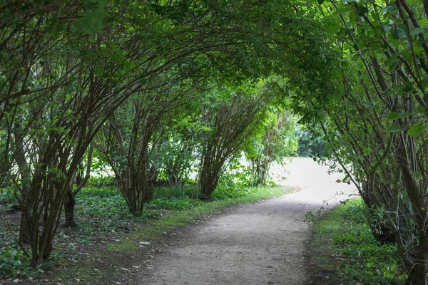 Thick Forest Fuerst Pueckler Park Bad Muskau Germany — Stock Photo, Image