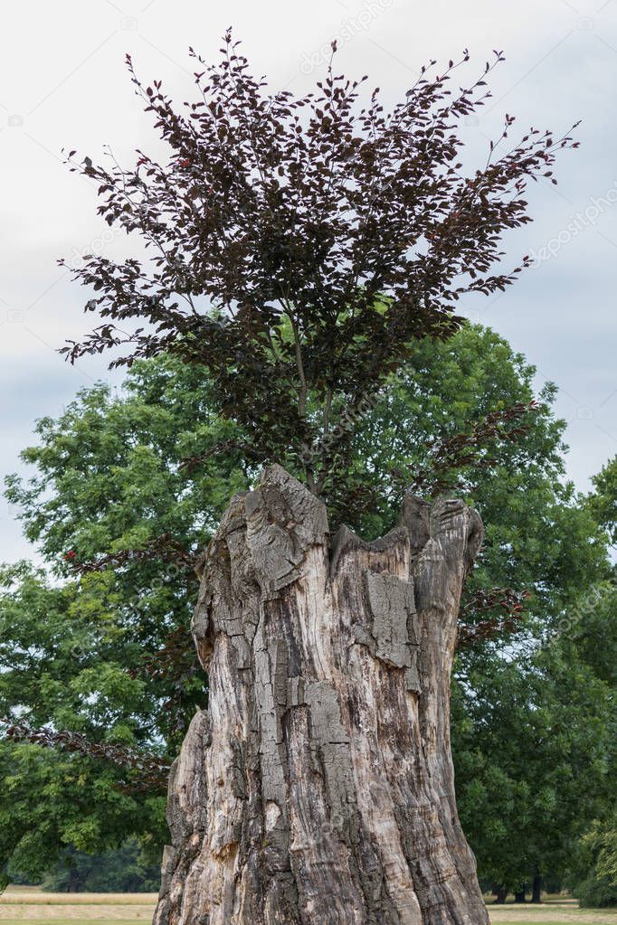 Beautiful old tree in Fuerst Pueckler in Bad Muskau Germany