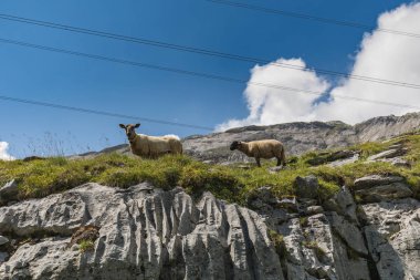 İsviçre, Europe Gemmi geçişte koyunları ile muhteşem manzara