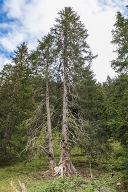 Mount Brunni, Engelberg İsviçre Alpleri'nde üzerinde yaz aylarında hiking