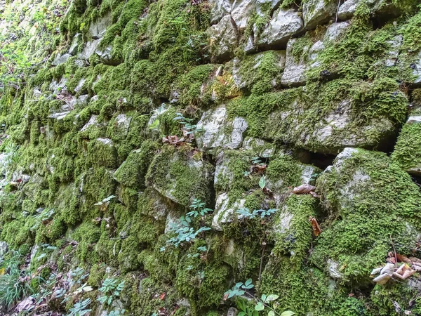 Ljust Grön Mossa Gammal Sten Vägg Schweiz — Stockfoto