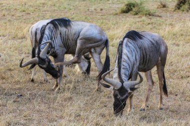 milli park içinde kenya Afrika masai mara dinlenme iki manda sunucu