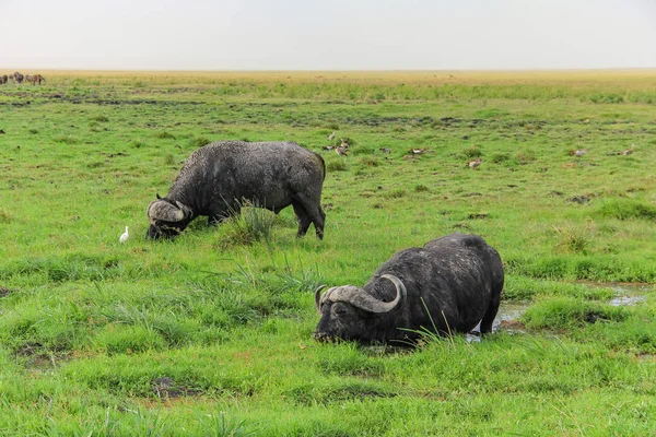 Dois Gnus Gnus Gnus Descansando Parque Nacional Masai Mara Kenya — Fotografia de Stock
