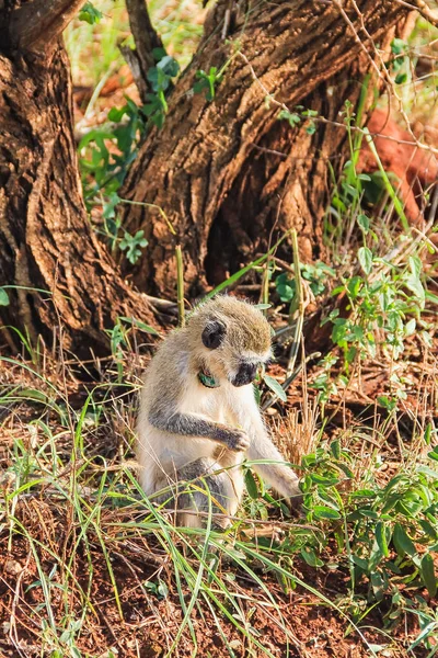 Vervet Maymun Masai Mara Kenya Afrika — Stok fotoğraf