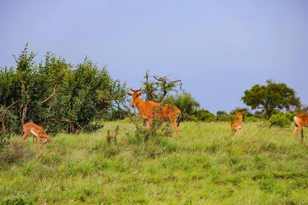 Thompson Gazelle Národní Rezervaci Masai Mara Rezervovat Keňa Afrika — Stock fotografie