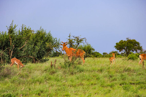 Thompson s gazelle on the masai mara national reserve kenya africa