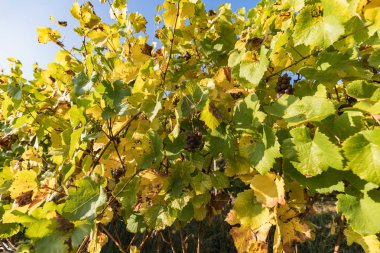 Asma, üzüm ve renkli sonbahar yaprakları altında güneş İsviçre mavi yakın çekim